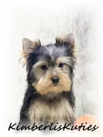 Koda, a male Yorkshire Terrier for sale in Lipan, TX – 2 of 2