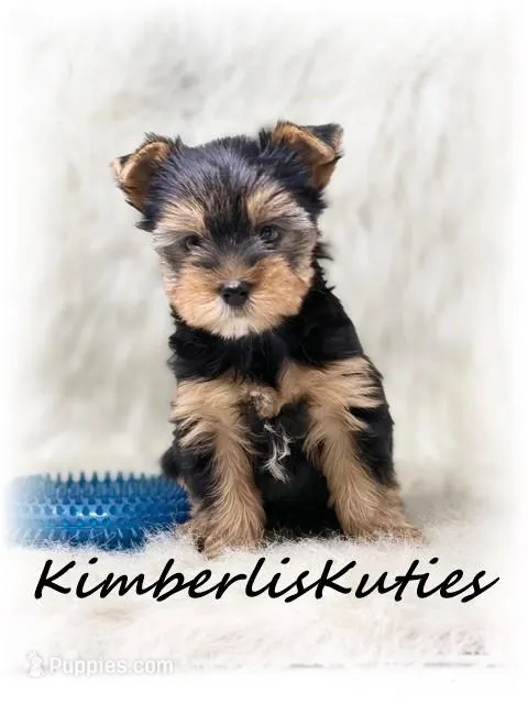 Kingston – Yorkshire Terrier puppy for sale in Lipan, TX