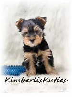 Kingston, a male Yorkshire Terrier for sale in Lipan, TX – Photo 1 of 4