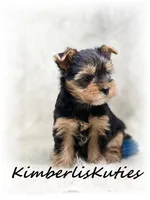 Kingston, a male Yorkshire Terrier for sale in Lipan, TX – Photo 3 of 4