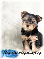 Kingston, a male Yorkshire Terrier for sale in Lipan, TX – Photo 2 of 4