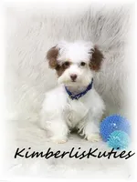 Millo , a male Yorkipoo for sale in Lipan, TX – 5 of 5