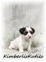 Millie, a female Yorkipoo for sale in Lipan, TX – 2 of 3