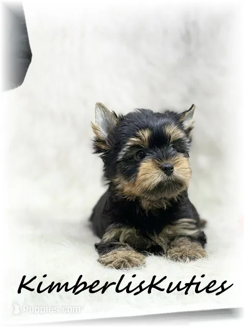 Ryder – Yorkshire Terrier puppy for sale in Lipan, TX