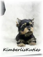 Ryder, a male Yorkshire Terrier for sale in Lipan, TX – 1 of 2