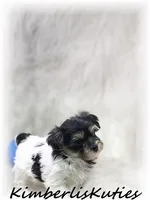 Miles, a male Yorkipoo for sale in Lipan, TX – 2 of 7
