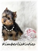 Blair, a female Yorkshire Terrier for sale in Lipan, TX – Photo 5 of 6