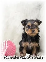 Blair, a female Yorkshire Terrier for sale in Lipan, TX – Photo 2 of 2