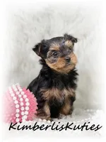 Blair, a female Yorkshire Terrier for sale in Lipan, TX – Photo 1 of 2