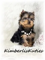 Blair, a female Yorkshire Terrier for sale in Lipan, TX – Photo 6 of 6