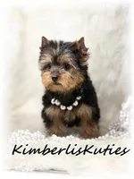 Blair, a female Yorkshire Terrier for sale in Lipan, TX – Photo 2 of 6