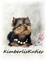 Blair, a female Yorkshire Terrier for sale in Lipan, TX – Photo 3 of 6