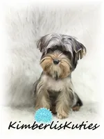 Spence, a male Yorkshire Terrier for sale in Lipan, TX – 2 of 3
