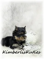 Blair, a female Yorkshire Terrier for sale in Lipan, TX – 2 of 2
