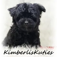 Harvey, a male Morkie for sale in Lipan, TX – Photo 2 of 3