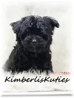 Harvey, a male Morkie for sale in Lipan, TX – Photo 1 of 3