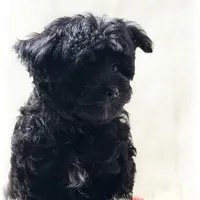 Harvey, a male Morkie for sale in Lipan, TX – Photo 3 of 3