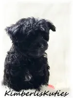 Harvey, a male Morkie for sale in Lipan, TX – Photo 3 of 3