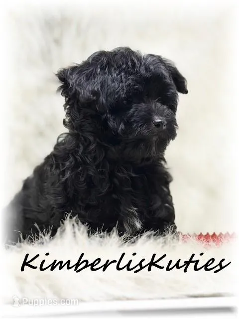 Harvey – Morkie puppy for sale in Lipan, TX