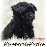 Harvey, a male Morkie for sale in Lipan, TX – Photo 1 of 3