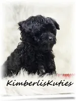 Harvey, a male Morkie for sale in Lipan, TX – Photo 2 of 3