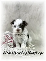 Phoebe, a female Yorkshire Terrier for sale in Lipan, TX – 2 of 2