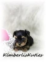 Little Mia, a female Yorkipoo for sale in Lipan, TX – 3 of 3