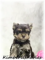 Tipsy, a female Yorkshire Terrier for sale in Lipan, TX – 3 of 7