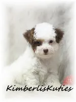 Milo, a male Yorkipoo for sale in Lipan, TX – 3 of 5