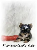 Sloane, a male Yorkshire Terrier for sale in Lipan, TX – 2 of 4