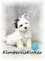 Dagger, a male Yorkshire Terrier for sale in Lipan, TX – 2 of 4