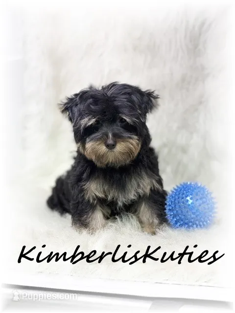 Kingston – Yorkshire Terrier puppy for sale in Lipan, TX