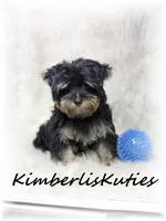 Kingston, a male Yorkshire Terrier for sale in Lipan, TX – 1 of 2