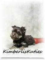 Little Phoenix, a male Yorkshire Terrier for sale in Lipan, TX – 2 of 2