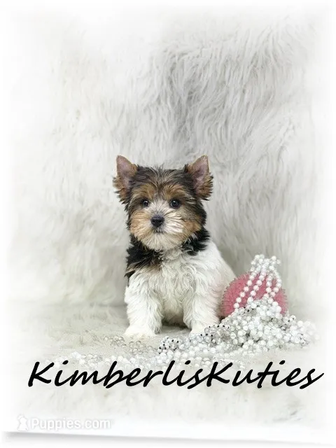 Sawyer – Yorkshire Terrier puppy for sale in Lipan, TX