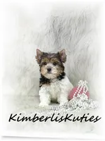 Sawyer, a female Yorkshire Terrier for sale in Lipan, TX – 1 of 4