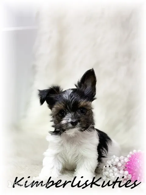 Nova – Morkie puppy for sale in Lipan, TX