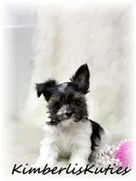Nova, a female Morkie for sale in Lipan, TX – 1 of 4