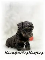 Miles, a male Yorkipoo for sale in Lipan, TX – 2 of 2