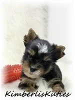 Sloane, a male Yorkshire Terrier for sale in Lipan, TX – 4 of 4