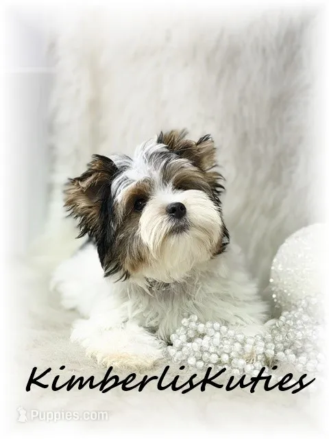 Dani ~ Parti Female – Yorkshire Terrier puppy for sale in Lipan, TX