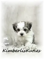 Phoebe, a female Morkie for sale in Lipan, TX – 1 of 3