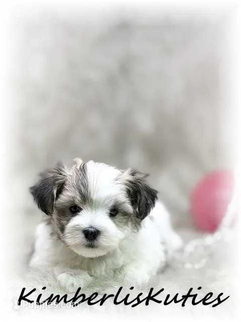 Poppy – Morkie puppy for sale in Lipan, TX