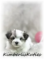 Poppy, a female Morkie for sale in Lipan, TX – 1 of 4