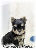 Stone, a male Yorkshire Terrier for sale in Lipan, TX – 4 of 4