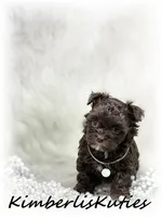 Teagan, a female Maltipoo for sale in Lipan, TX – 5 of 5