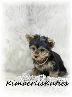 Khloe, a female Yorkshire Terrier for sale in Lipan, TX – 6 of 6