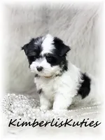 Sage, a female Yorkshire Terrier for sale in Lipan, TX – 2 of 7