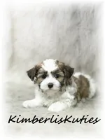 Nitro, a male Morkie for sale in Lipan, TX – 3 of 4