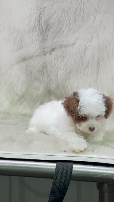 Milo, a male Yorkipoo for sale in Lipan, TX – 5 of 5